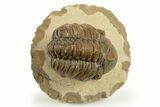 Detailed Reedops Trilobite - Foum Zguid, Morocco #271916-2